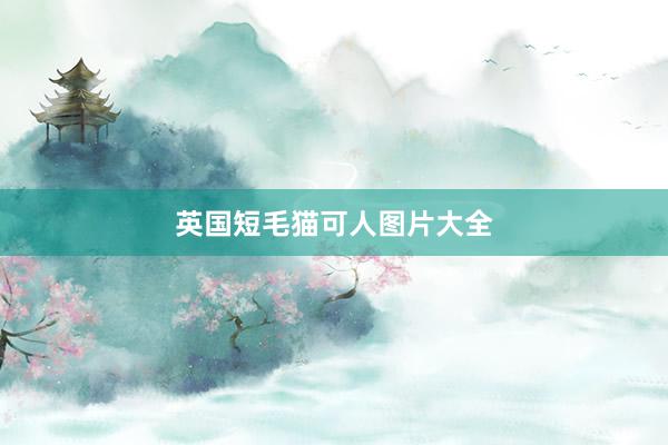英国短毛猫可人图片大全